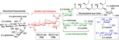 Novel Oxime-Derivatized Synthetic Triterpene Glycosides as Potent Saponin Vaccine Adjuvants